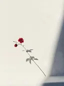 Minimalistische rode bloementak op lichte achtergrond