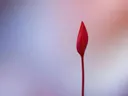 Een gesloten rode bloemknop tegen een wazige pastelkleurige achtergrond.