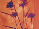 Duotone macrofoto van bloemsilhouetten tegen een oranjerode achtergrond