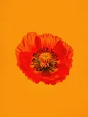 Rode klaproos met donker hart tegen een felle oranje achtergrond.