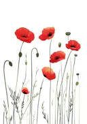 Illustratie van rood klaprozenveld
