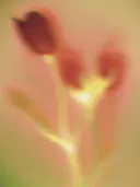 Macrofoto van een donkerrode bloem met gouden steel tegen een amberkleurige achtergrond