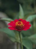 Close-up van een rode zinnia met een insect op de bloemhart