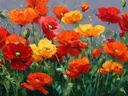 Schilderij van een veld vol rode papavers