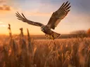 Roofvogel vliegend boven een veld bij zonsondergang