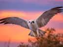 Roofvogel vliegt bij zonsondergang
