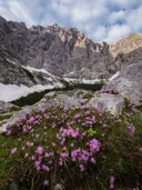 Roze alpenbloemen op de voorgrond met een rotsachtige, deels besneeuwde berghelling op de achtergrond.