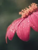 Close-up van een roze bloem met dauwdruppels op de blaadjes.