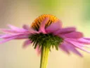 Close-up van een roze bloem met oranje hart tegen een groene achtergrond.