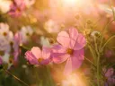 Roze bloemen in close-up, verlicht door zonlicht van achteren.