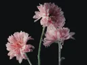Roze bloemen bedekt met waterdruppels tegen een zwarte achtergrond