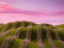 Heuvel met rijen roze bloemen onder een roze-paarse avondlucht.