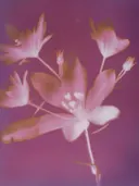 Macrofoto van een roze bloementros tegen een fuchsiakleurige achtergrond