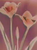 Macrofoto van roze bloesems met oranje meeldraden tegen een paarse achtergrond