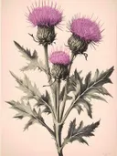 Botanisch schilderij van roze distels