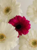 Gerbera