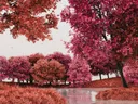 Herfstbos in roze en rode tinten weerspiegeld in water
