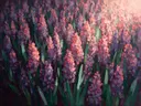 Roze hyacinten in bosgroen, botanisch schilderij