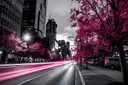 Zwart-witfoto van een stadsstraat met roze kersenbloesembomen