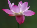 Close-up van een roze lotusbloem met waterdruppels op de bloemblaadjes tegen een groene achtergrond