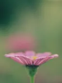 Close-up van een roze madeliefje met geel hart tegen een onscherpe achtergrond.