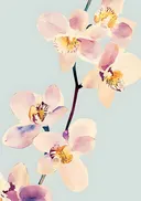 Schilderij van roze orchideeën