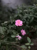 Close-up van een roze roos omgeven door groene rozenbladeren.