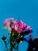 Close-up van roze rozen met knoppen tegen een felblauwe achtergrond.