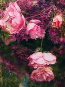 Roze rozen met waterdruppels, weerspiegeld in water eronder.