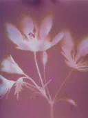 Macrofoto van stervormige roze bloemen tegen een dieproze achtergrond