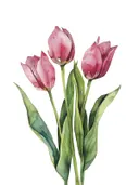 Aquarel van drie roze tulpen