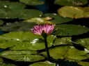 Roze waterlelie tussen groene drijfbladeren op het water