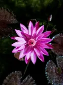 Close-up van een roze waterlelie met dauwdruppels tegen een donkere achtergrond