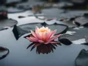 Een roze waterlelie in bloei tussen ronde drijfbladeren op donker water.