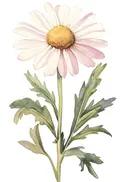 Aquarel van een roze-witte margriet