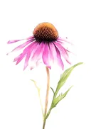 Aquarel schilderij van een roze zonnehoedbloem