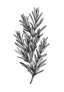 Lijntekening van een rozemarijntak