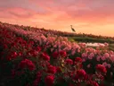 Landschapsfoto van rozen bij de zonsondergang, met een reiger