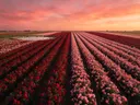 Landschapsfoto van rozen bij de zonsondergang, met flamingo's in een ondiepe plas