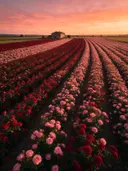 Landschapsfoto van rozen bij de zonsondergang, met een boerderijtje aan het einde van de rijen