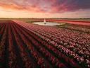 Landschapsfoto van rozen bij het gouden uur, met een zeilbootje