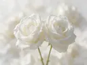 Fotografie van rozen in de dauw, wit