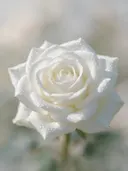 Fotografie van rozen in de dauw, wit