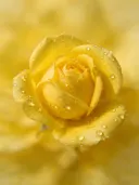 Fotografie van rozen in de dauw, zonnegeel