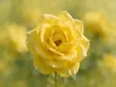 Fotografie van rozen in de dauw, zonnegeel