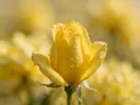 Fotografie van rozen in de dauw, zonnegeel