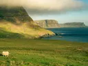 Schaap op groene kliffen aan de kust met zee op de achtergrond.