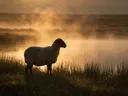 Schaap en profil, een weide bij het water, de ochtendmist