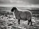 Schaap en profil, een wilde heide, een dun laagje sneeuw, zwart-wit