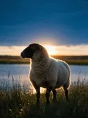 Schaap en profil, een weide bij het water, het felle tegenlicht van de ondergaande zon